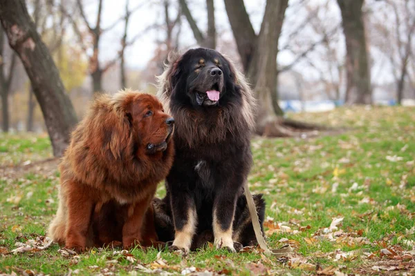 Dois Cães Raça Mastim Tibetano Grama — Fotografia de Stock