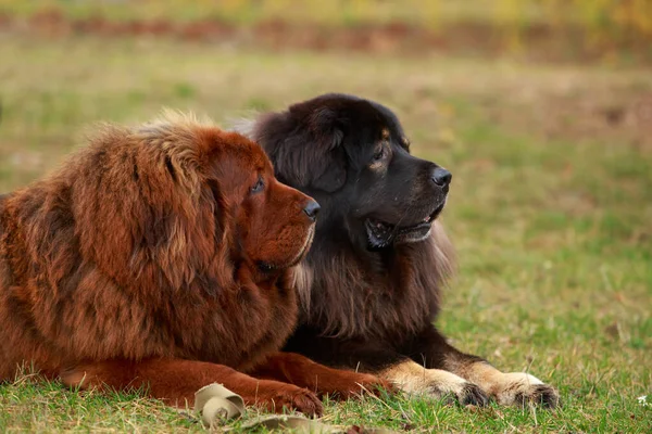 Deux Chiens Élèvent Mastiff Tibétain Sur Herbe — Photo