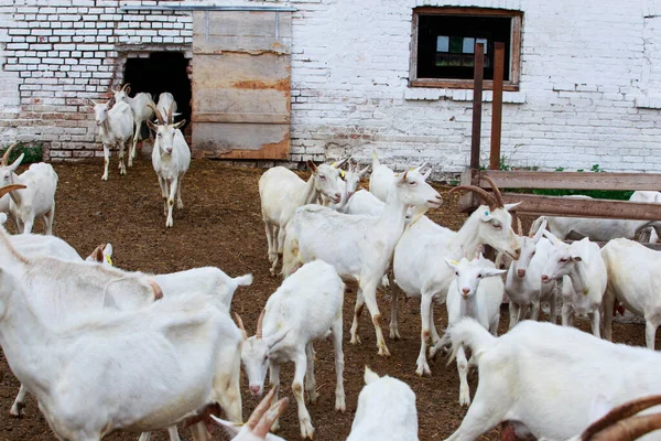 Cabras Una Granja Orgánica Cerca Ciudad — Foto de Stock