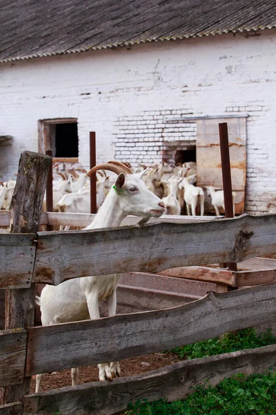 Young White Goat Organic Farm — Stock Photo, Image