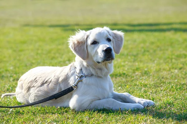 Labrador Recuperar Cachorro Que Encuentra Prado Verde — Foto de Stock