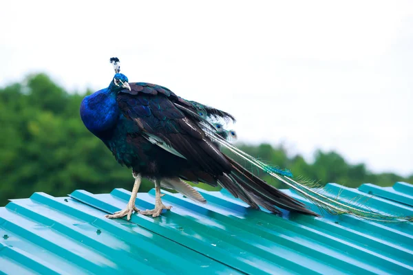 Beautiful Blue Peacock Close Outdoors — Stock Photo, Image