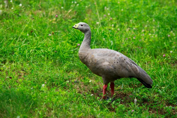 Big Wild Goose Walks Meadow — Stock Photo, Image