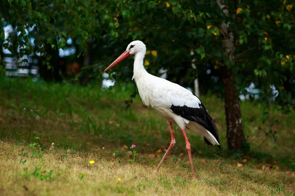 Beautiful White Stork Walks Park — Stock Photo, Image