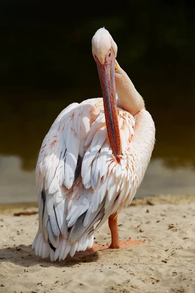 Великий Рожевий Пелікан Стоїть Біля Озера Чистить Пір — стокове фото