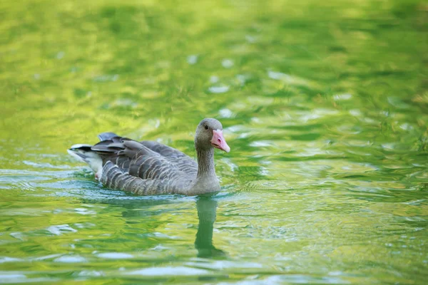 Gran Ganso Gris Nada Lago — Foto de Stock