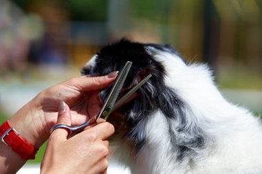 Avustralya çoban köpeğini tımar etmek