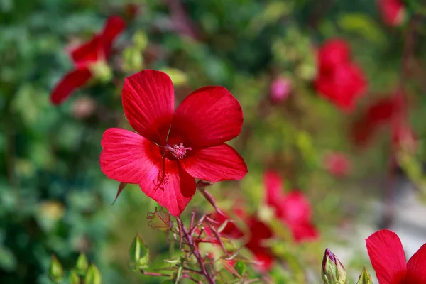 Schöner Roter Hibiskus Blüht Garten — Stockfoto