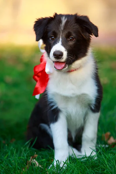 Cachorro Raza Border Collie Jardín —  Fotos de Stock