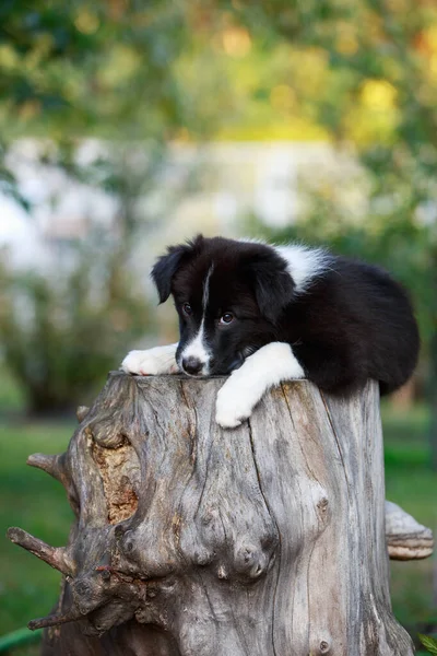 Szczeniak Rasy Border Collie Kikucie Ogrodzie — Zdjęcie stockowe