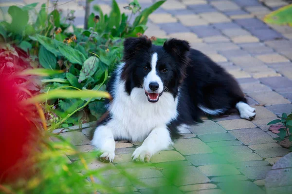 Dog Breed Border Collie Resting Summer Garden — Stock Photo, Image