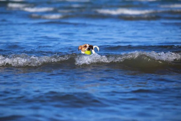 Köpek Yavrusu Jack Russell Terrier Deniz Sahilinde Bir Topla — Stok fotoğraf