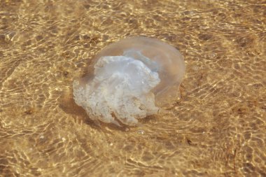 Deniz fırtınasından sonra dokunaçlı denizanası