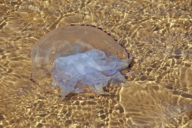 Deniz fırtınasından sonra dokunaçlı denizanası