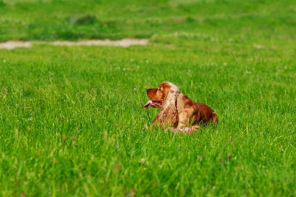 Hunderasse Englischer Cockerspaniel Auf Grünem Gras Park — Stockfoto
