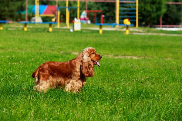 Dog Breed English Cocker Spaniel Green Grass Park — Stock Photo, Image