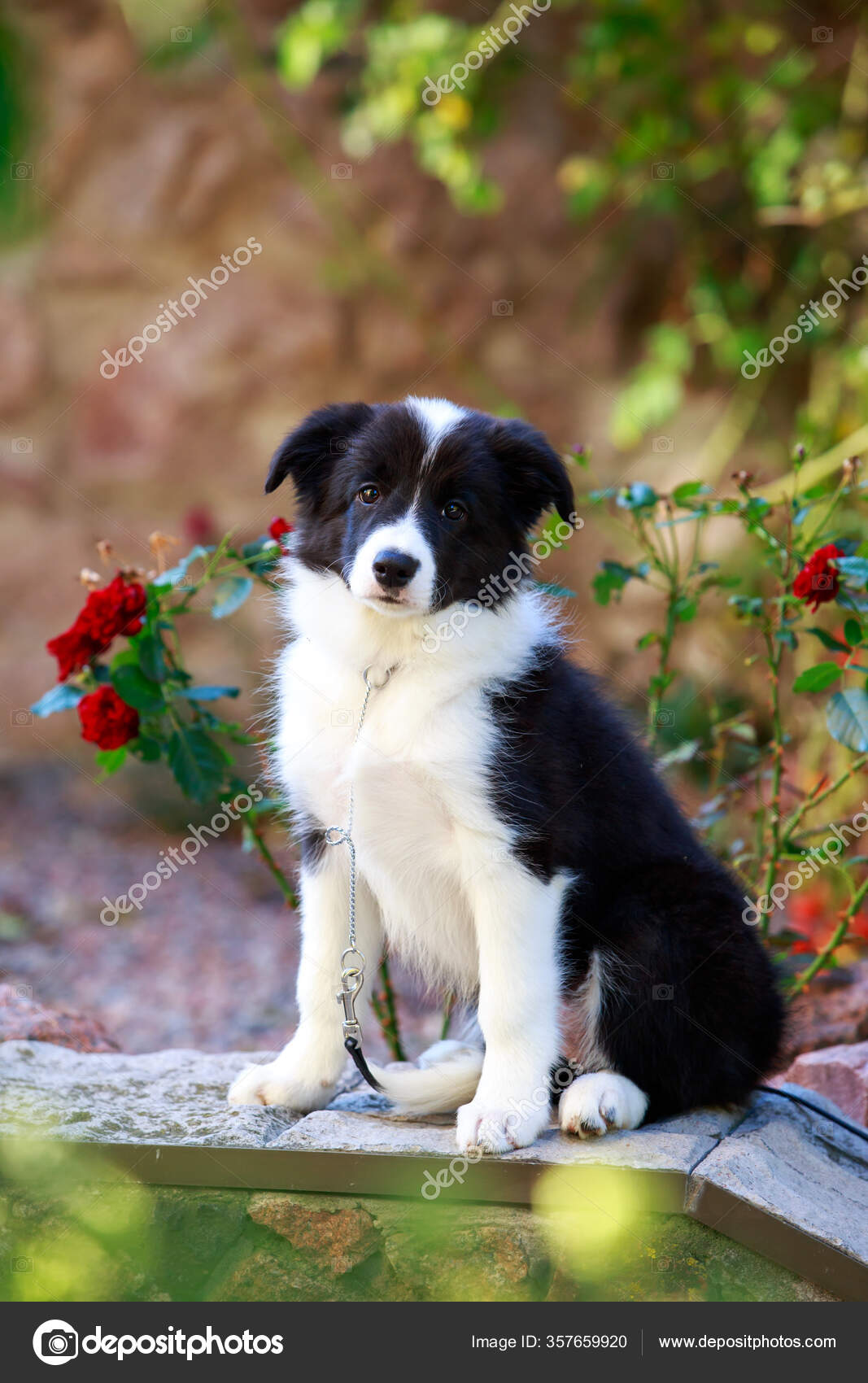 small border collie breed