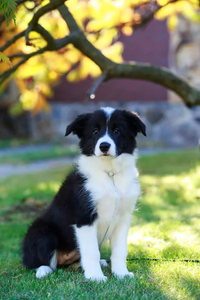 Kleiner Border Collie Welpe Sitzt Garten — Stockfoto