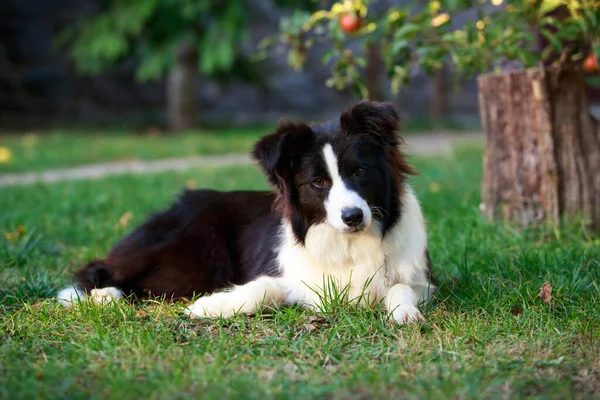 Dog Breed Border Collie Resting Summer Garden — Stock Photo, Image