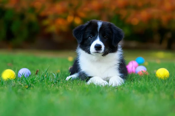 Little Border Collie Puppy Garden Balls — Stock Photo, Image