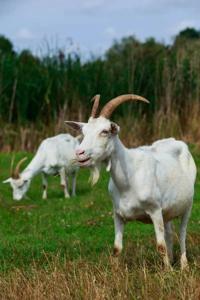 Two White Goats Stand Meadow — Stock Photo, Image