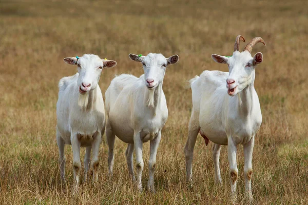 Three White Goats Stand Meadow — Stock Photo, Image