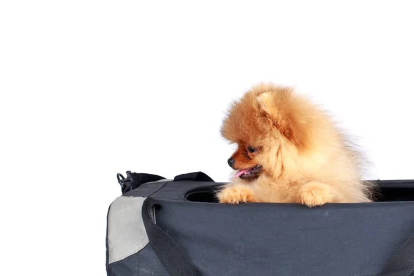 Dog Breed Pomeranian Spitz Bag White Background — Stock Photo, Image