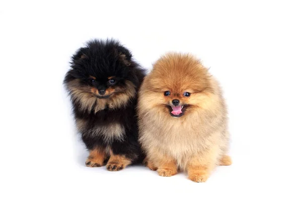 Cane Razza Pomerania Spitz — Foto Stock