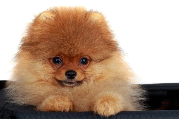 Perro Crianza Pomeranian Spitz Bolso Sobre Fondo Blanco —  Fotos de Stock