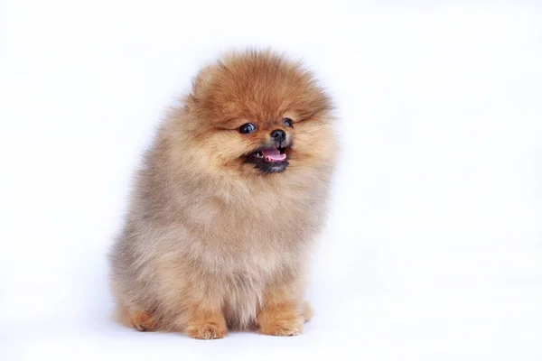 Pes Plemeno Pomeranian Spitz Bílém Pozadí — Stock fotografie