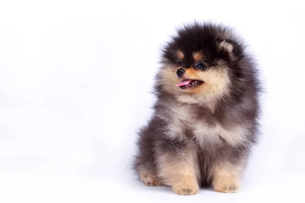 Hondenras Pomeranian Spitz Een Witte Achtergrond — Stockfoto
