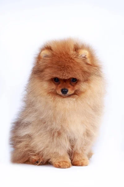 Perro Crianza Pomeranian Spitz Sobre Blanco Fondo —  Fotos de Stock