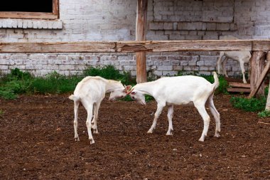 İki genç keçi organik bir çiftlikte