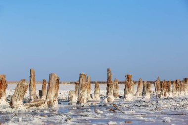 Bataklıklarda pembe tuz kristalleri