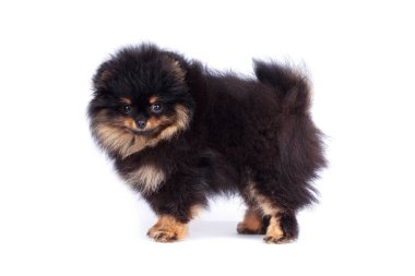 Beyaz bir arka planda Pomeranya cinsi köpek.