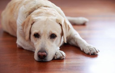 Köpek yetiştiricisi Labrador Retriever yerde üzgün ve üzgün yatıyor.