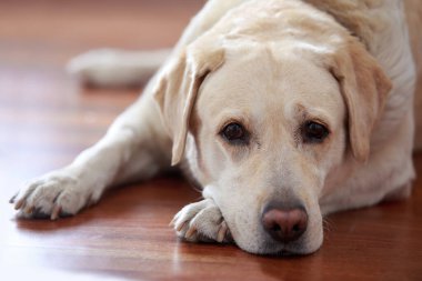 Köpek yetiştiricisi Labrador Retriever yerde üzgün ve üzgün yatıyor.