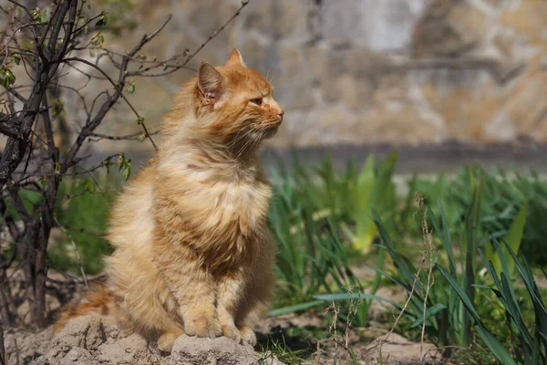 Gros Beau Chat Roux Printemps Dans Rue — Photo