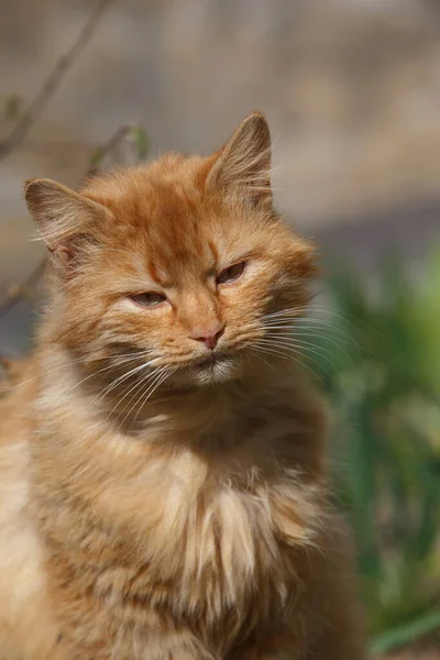 Baharda Sokakta Büyük Güzel Kızıl Bir Kedi — Stok fotoğraf