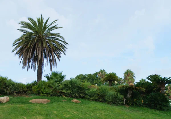 Palma - árbol solitario en un hermoso césped en el Parque — Foto de Stock