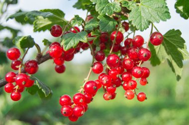 Dal Frenk üzümü çilek bahçesinde