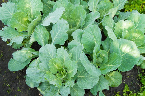 Kål som växer i grönsakslandet, närbild — Stockfoto