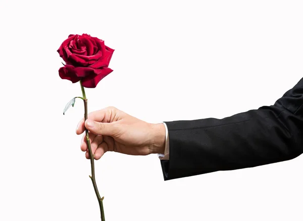 Rose rouge dans la main d'un homme d'affaires isolé sur blanc — Photo