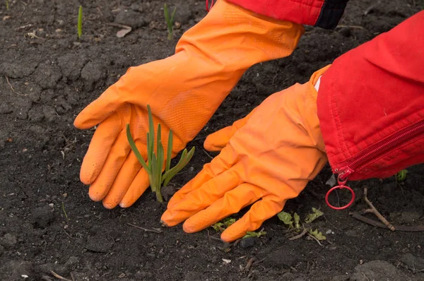 Man in orange rubber gloves takes care of young green sprout. New life concept — Stock Photo, Image