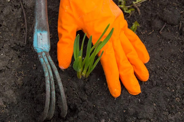 Hands in orange gloves, loosen the soil, young plant, work in the garden — Stock Photo, Image