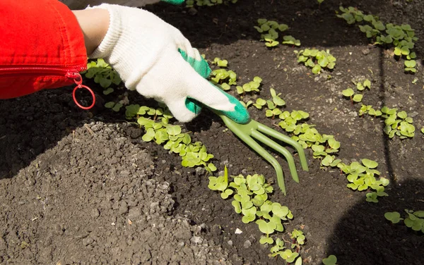 Woman wearing gardening gloves holding a rake and shovel, caring for plants in the garden