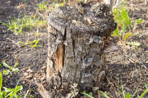 Velho tronco de árvore podre escuro no jardim da floresta — Fotografia de Stock