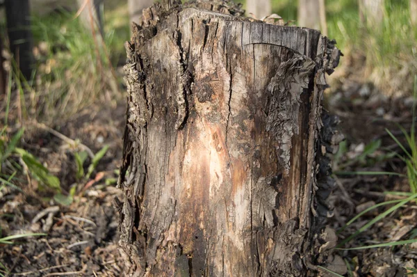 Velho tronco de árvore podre escuro no jardim da floresta — Fotografia de Stock