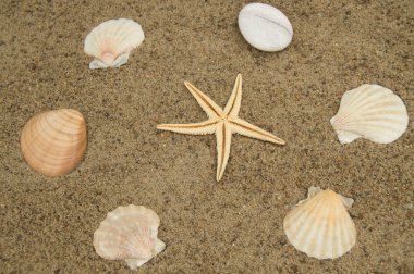 Kavramı bir plaj tatil ve seyahat. Deniz yıldızı, kum plajındaki kabukları