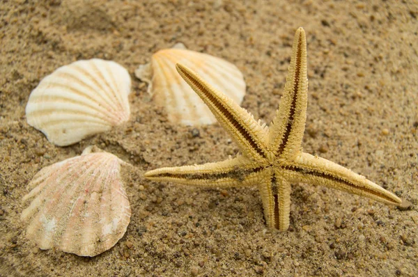 Concept of a beach holiday and travelling. Starfish, shells on the sandy beach — Stock Photo, Image